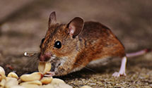 24 Hour & Emergency Exterminators in Lillydale, WV